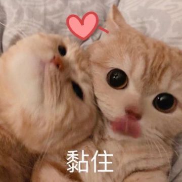 看看我家猫的“武功”学得怎么样呢？