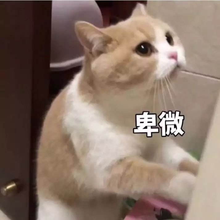 萌新求助截图