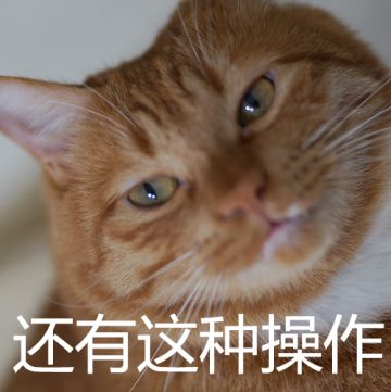 【首届圣诞猫趴，开趴体啦！！！】亲爱的铲屎菌~一起来捏猫猫吧！晒爆创意猫片！