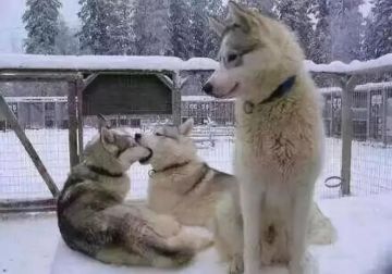 棋子也能组CP！情人节拯救单身狗~