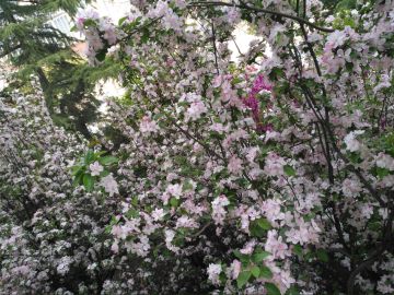 图鉴一览【大概