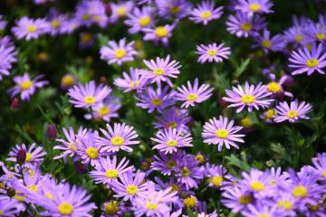 放仙世界材料介绍（植物）第4章