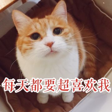 大吉大利今晚吃香肠~组队版本问卷调查邀请