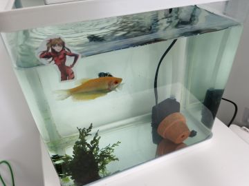 贝尔探班#2 养鱼已成规模（文末有你喜欢的小姐姐）