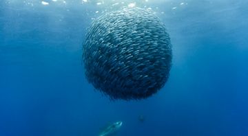 【浪的安利】史上最贵的纪录片——《海洋》