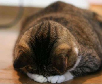 原石、宝石数值优化公告