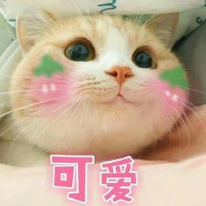 【玩法爆料】带上宠物一起酷跑吧