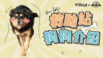 【花园公益季】汪汪队成员大揭秘，你pick哪一位