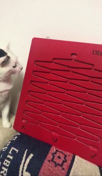 新一轮内测预告&开发者日记7.21