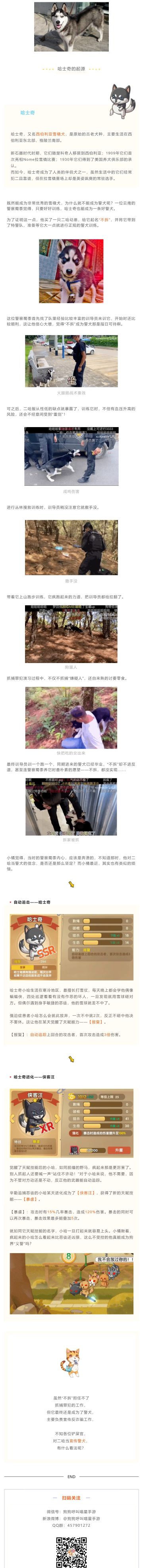 当二哈参与警犬训练......