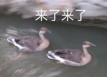 【已招满】《冰原守卫者》TapTap社区版主大招募，一边逛社区一边拿工资的神仙工作，你还不快来？