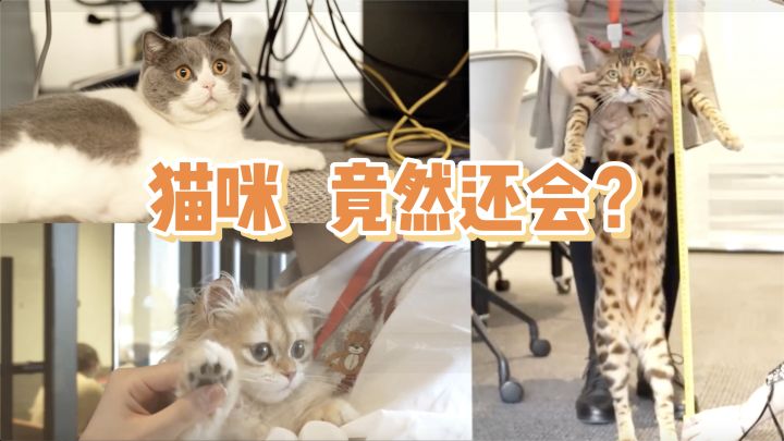 元宵节美味猫片,新鲜出炉~截图