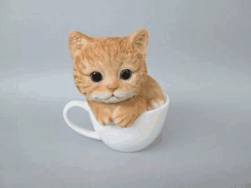 世界上最小的猫