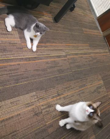 做好游戏，撸好猫