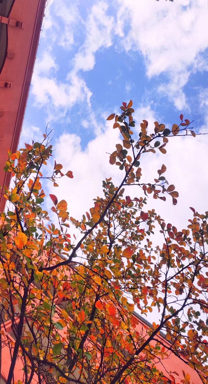 学校风景图截图