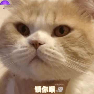 【表情包专栏】大橘为重，今天橘了吗？