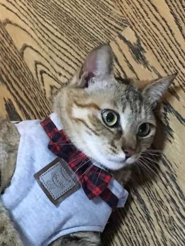 给玩家们的第一封信