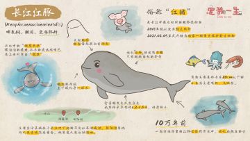 宠爱公益行 | 和《宠我一生》一起捐，让长江江豚吃上好多鱼~