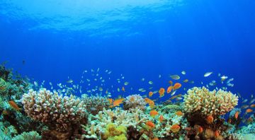 跑酷版本介绍：清凉海底世界~