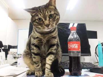 《猫特兰蒂斯》研发日志 Vol. 7