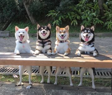 【我要猫狗双全】