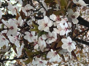 【已结束】荷赛拉的花开了，你的呢~