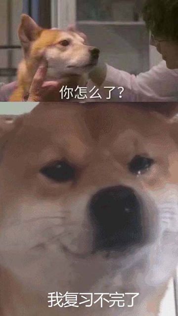 【看！天上有个猪在飞】当一个猪拥有梦想……