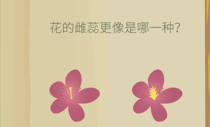 华盖木的雌蕊到底是柱状还是穗状呢？？截图