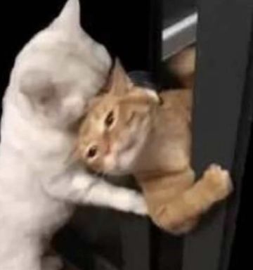 星碎围巾预售正式结束