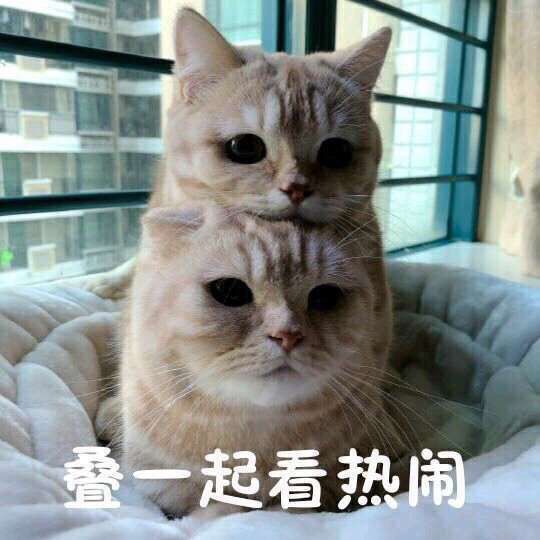 我刚刚在b站看见……一位博士同事……用阿,把凯尔希鲨了截图