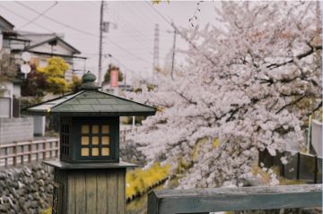 汉娜的花儿小课堂：樱花篇