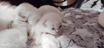 【公告】7月31日 早8点 开新服