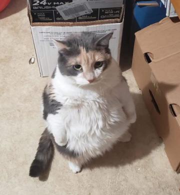 20210407新人向，起源/活动up角色推荐，技能书推荐速览