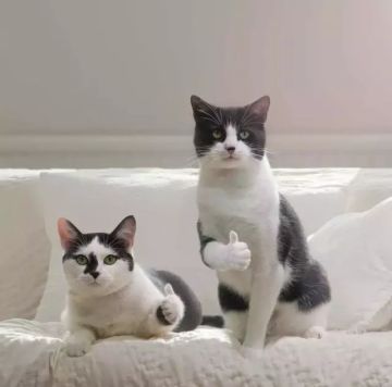 伊洛纳指南［萌新十八问］