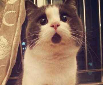 哪类男人才是原始社会的“理想男友”呢？