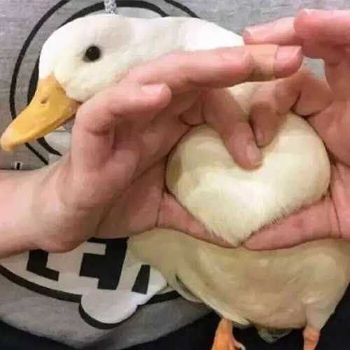棘刺和嵯峨抽哪个截图