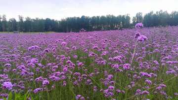 放仙世界材料介绍（植物）第5章