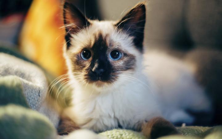 是不是猫咪的生命力都比较弱，今天看到猫猫受伤，感觉好难过截图