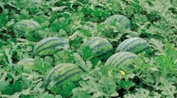 炸服日记——7月6日