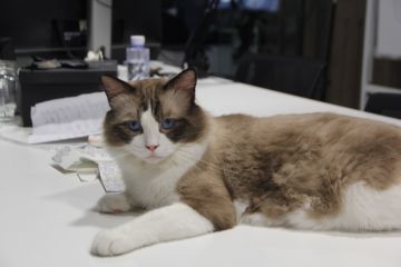 《猫灵相册》游戏进度开发报告