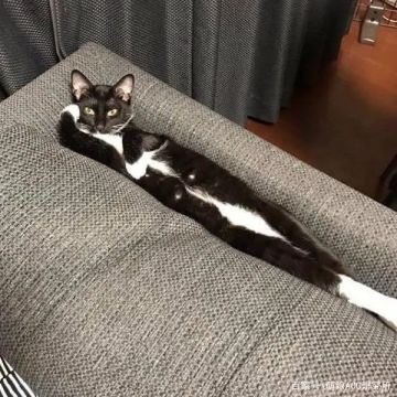 [狩猎手记]裂变链接新敌人简介