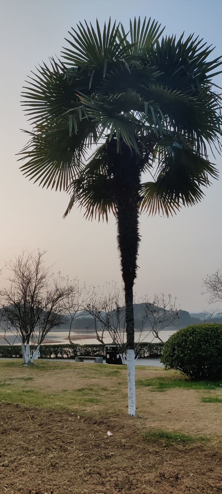 快来砍古椰果截图