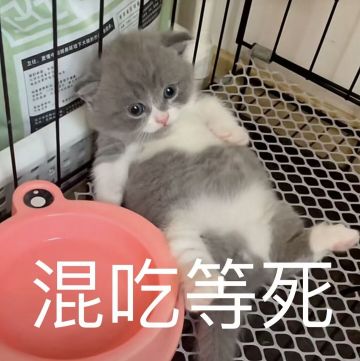 一分钱不花拿满星冠军卡，教你白嫖通关电竞经理