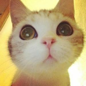 《疯神之边际猎人》1月24日11点先行体验开放，玩家BUG用户反馈建议（吐槽楼）！