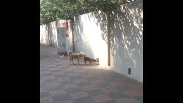 这是狗狗的什么秘密基地吗