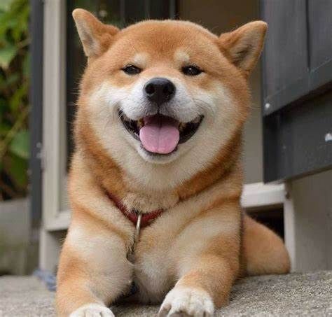 狗狗镇楼第四天截图