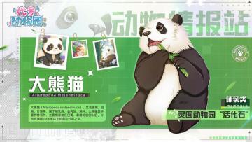 【动物情报站】大熊猫