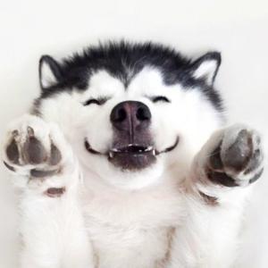 【专治疑难杂症】《心动小狗》3000问