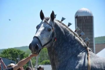 《 飞马流星》拥有马种 最丰富的国家