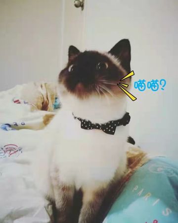 我想入住猫旅馆大家庭——煤妹